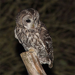 Tawny Owl